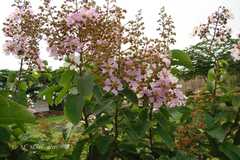 Lagerstroemia thorelii